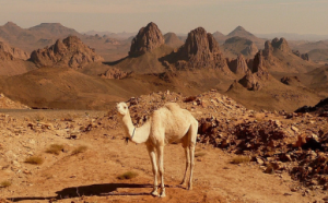 Traversée du Hoggar : entre sommets, dunes et traditions touarègues