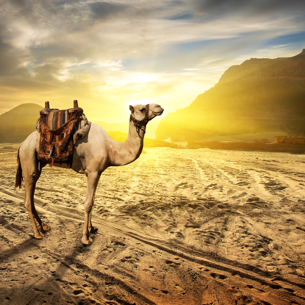 Randonnée chamelière