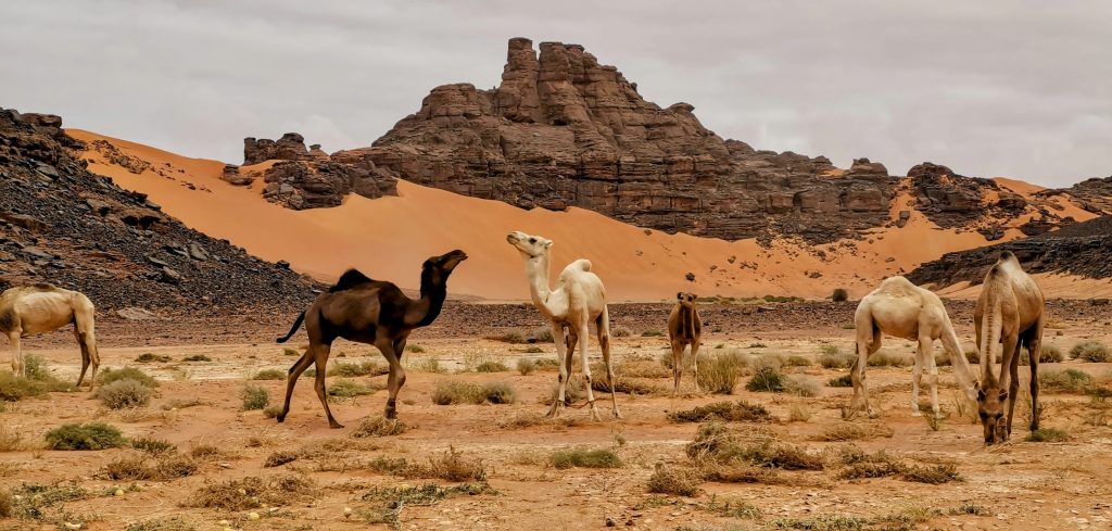 La Tadrart Rouge - Djanet - Algérie - Roadtrip en Algérie - Fêtes de fin d'année -Désert algérien
