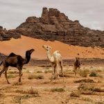 La Tadrart Rouge - Djanet - Algérie - Roadtrip en Algérie - Fêtes de fin d'année -Désert algérien - Tadrart Rouge - ALGERIA DESERT SAFARI - ALGÉRIE - DJANET - DÉSERT