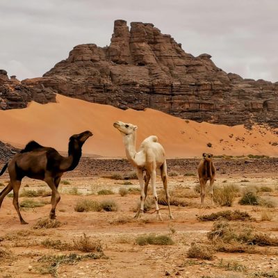 La Tadrart Rouge - Djanet - Algérie - Roadtrip en Algérie - Fêtes de fin d'année -Désert algérien - Tadrart Rouge - ALGERIA DESERT SAFARI - ALGÉRIE - DJANET - DÉSERT